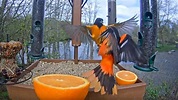Bird Cams Highlights: Best Of 2018 - Cornell Video