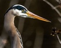 Heron Eye Photograph by William Krumpelman - Fine Art America