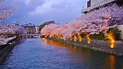 Kyoto, Japan at Okazaki Canal Stock Footage Video (100% Royalty-free ...