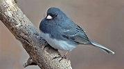 Common Birds In Iowa - Incredible Avifauna Of The Hawkeye State