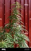 Freetown Christiania, Cannabis plant in a garden Stock Photo - Alamy