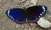 【景點推薦】林內紫斑蝶,歡迎來到雲林縣林內鄉農會[紅透台灣木瓜]