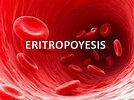 Fisiologia de la Eritropoyesis | Sintesis de los Globulos Rojos