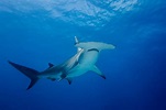 Grand requin-marteau : infos, photos, vidéos - Requins
