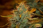 Mr Nice Seeds - Strain Review | Grow-Marijuana.com