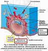 Embriologia básica | Embrionhands