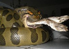 Green Anaconda Facts and Pictures | Reptile Fact