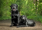 Two Black Labradors - sorprende con un lienzo - Photowall