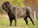 How Long Is A Great Mastiff Dogs