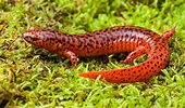 Species Spotlight: Northern Red Salamander – Mohonk Preserve – Medium
