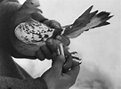 Así ayudaron las palomas al Ejército Rojo a conseguir la victoria en la ...