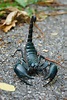 File:Asian forest scorpion in Khao Yai National Park.JPG - Wikipedia ...
