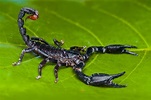Comprar Escorpión Negro Gigante Asiático (Heterometrus petersii ...