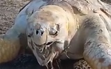 海龟的巨人观_哔哩哔哩_bilibili