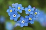 Ultimate Guide To Forget Me Not Flower Meaning and Symbolism - Petal ...