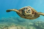 Wasserschildkröten: artgerechte Haltung | Herz für Tiere | herz-fuer ...