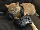 Top 5 Cats in Gaming | FULLSYNC