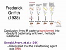 PPT - Frederick Griffith (1928) PowerPoint Presentation, free download ...