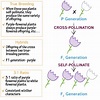 Cell Biology Glossary: Mendelian Genetics | Draw It to Know It