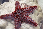 12 Types of Saltwater Starfish for Aquariums (With Pictures) | Pet Keen