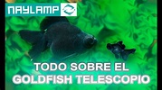 GOLDFISH TELESCOPIO - Todo lo que necesitas saber - Crianza y Cuidados ...