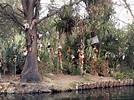 La isla de las muñecas en Xochimilco, que nadie te cuente