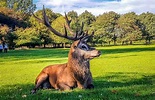 The Beloved Red Deer Of The UK | BaldHiker