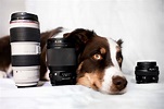 So findest du das passende Objektiv für deine Hundefotografie ...