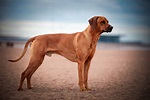 Rhodesian Ridgeback Dog Breed info, stats (Photos & Videos)