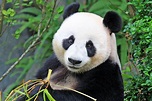 Group: The giant panda is no longer endangered • Earth.com