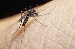 Mosquito breed’s arrival requires an updated approach to prevention | WTOP