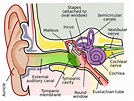 Middle ear - Wikipedia