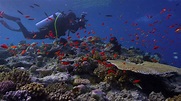 Reseña: ‘En busca del coral’, el documental para sumergirse en una ...