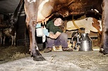 Young woman milking cow in barn - Stock Photo - Dissolve