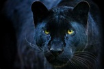 The black leopard: El oscuro rastro de la pantera negra | Cultura | EL PAÍS