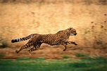 Time lapse photography of running cheetah HD wallpaper | Wallpaper Flare