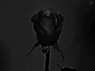 Black Rose GIFs | Tenor
