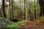 Les atouts de la Forêt de Fontainebleau - Bases Loisirs Ile de France