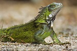 Iguana - fotos, características, hábitos, ecologia - InfoEscola
