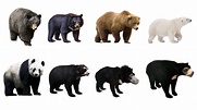 Learn Bear Species in English! Learn 8 Bears of The World! Types of ...