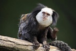 Monkey Mania: the white-headed monkey with tufts in ears - CGTN