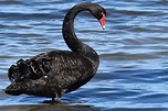 What Does It Mean of a Black Swan? - The Symbolism