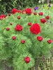 Japanese fern peonies are just lovely! : r/gardening