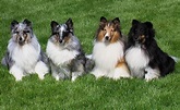 Pastor of the Shetland Islands - Dogs breeds
