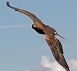 File:Golden Eagle in flight - 2.jpg - Wikimedia Commons