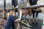 cows in milking parlor | Milking Parlor, CALS, UW-Madison, 2013 (With ...