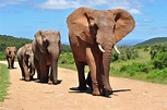 Elefantes - Elefante africano e asiático - Biologia - InfoEscola
