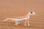 Der Namib-Sandgecko ist ein Überlebenskünstler der Wüste Foto & Bild ...