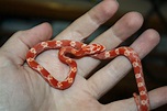 Baby Snakes Wallpapers - Wallpaper Cave