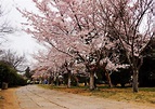青島櫻花什麼時候開 四月中旬櫻花盛開(中山公園) - 花卉百科園